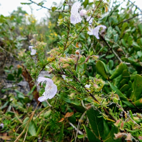 Image of Conradina grandiflora by no rights reserved