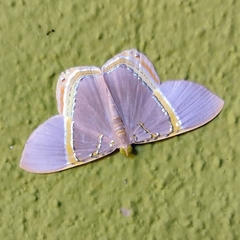 Phrygionis privignaria