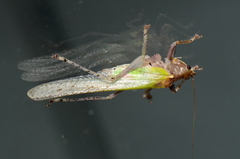Vestria punctata