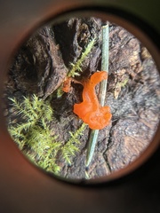 Guepinia helvelloides