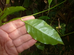Passiflora venusta