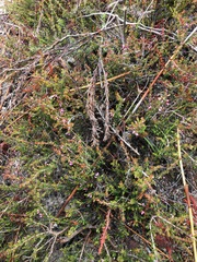 Erica nudiflora