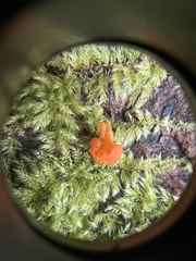 Guepinia helvelloides