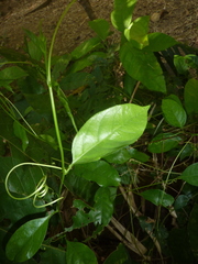 Passiflora venusta