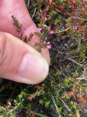 Erica nudiflora