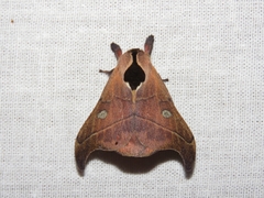 Hylesia nanus