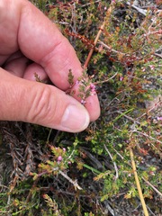 Erica nudiflora