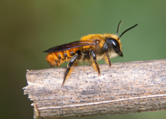 Megachile