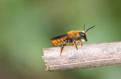 Megachile