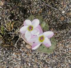 Nototriche leucosphaera