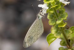 Leptosia nina