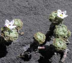Nototriche leucosphaera