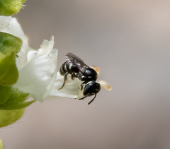 Michenerella