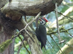 Dryocopus pileatus