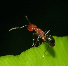 Dolichoderus diversus