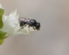Michenerella