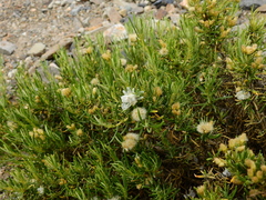 Baccharis grisebachii
