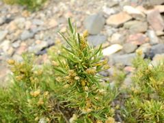 Baccharis grisebachii