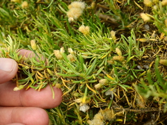 Baccharis grisebachii