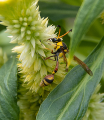 Delta campaniforme