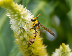 Delta campaniforme