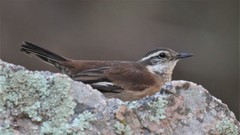Cinclodes olrogi
