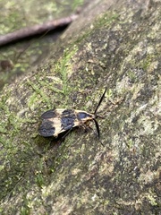 Correbidia assimilis