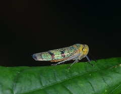 Amblyscarta invenusta