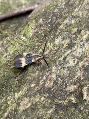 Correbidia assimilis