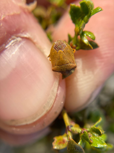 iNaturalist observation photo of creosote stink bug
