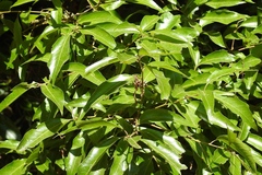 Quercus ocoteifolia