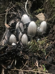 Coprinopsis acuminata