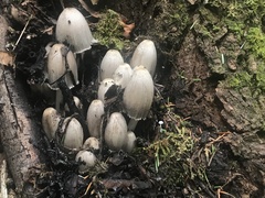 Coprinopsis acuminata