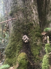 Coprinopsis acuminata
