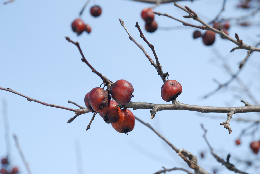 Malus prunifolia, Jefferson Valley, NY, USA