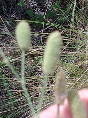 Eryngium ebracteatum