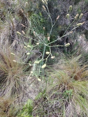 Eryngium ebracteatum