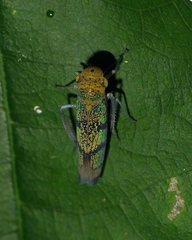 Amblyscarta invenusta