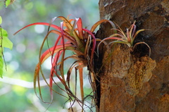 Tillandsia capitata