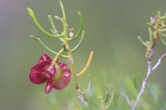 Dodonaea stenozyga