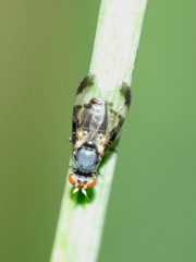 Herina lacustris
