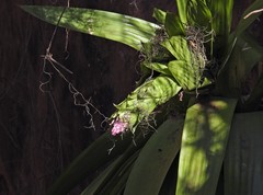 Tillandsia australis