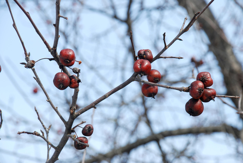 Malus prunifolia