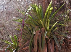Tillandsia australis