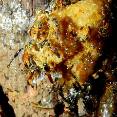 Tetragonisca angustula
