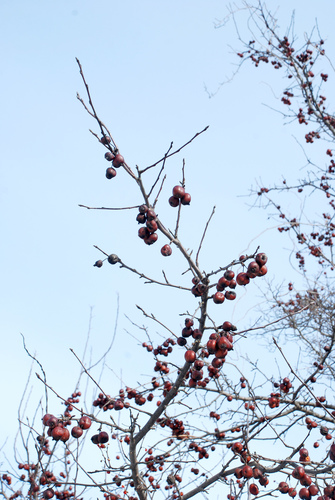 Malus prunifolia