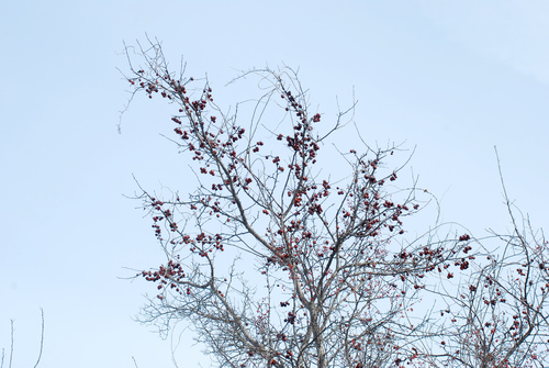 Malus prunifolia