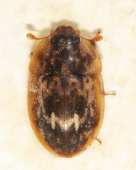 Lobiopa undulata