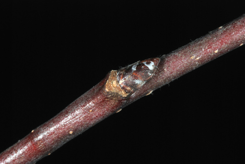 Malus prunifolia