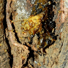 Tetragonisca angustula